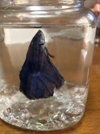 ベタを飼っているのですが最近ずっと縦に浮いて動きません 病気でしょう Yahoo 知恵袋