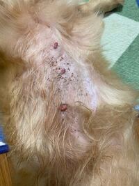 犬のお腹が今までピンク色だったのに最近黒くなりました 4歳のヨーキーですが Yahoo 知恵袋