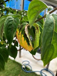 去年７月に庭に植えたヤマボウシが全ての葉っぱが先っぽあたりが茶色く枯れてきて Yahoo 知恵袋