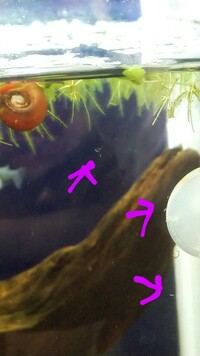 最近 メダカの水槽をはっている白い虫がいますミズミミズが最初沢山い Yahoo 知恵袋