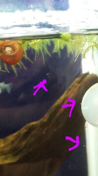 メダカの針子の水槽にいっぱいいる白い小さな糸みたいな虫はなんで Yahoo 知恵袋