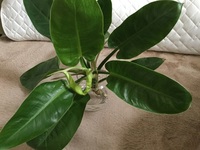 5年前にホームセンターで買った観葉植物です 丈夫で虫もつかず病気にもならず本 Yahoo 知恵袋