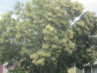 薄黄色の花がふんわり覆っているこの木は何という名の木ですか。 