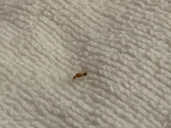 風呂場や壁に羽アリが大量発生しているのですが何のアリですか？ シロアリなら駆除依頼しようと考え...
