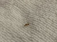 風呂場や壁に羽アリが大量発生しているのですが何のアリですか？ シロアリなら駆除依頼しようと考えているのでわかる方いれば回答お願いします
