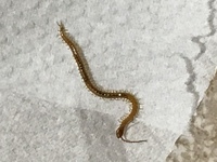 閲覧注意トイレにいたこの虫 なに ムカデの赤ちゃんでしょうか 原因 Yahoo 知恵袋