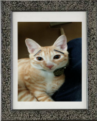 愛猫が亡くなり 立ち直れません 皆様はどうやってペットロスを切 Yahoo 知恵袋