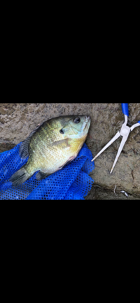 この魚はなんで名前ですか 江戸川 市川 でテトラ付近で釣りました ブル Yahoo 知恵袋