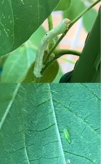 家庭菜園の枝豆に虫食い発見 虫食いが2種類いました 写真に写っている虫の対処 Yahoo 知恵袋