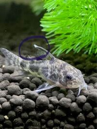 先日導入したコリドラスのヒレの先端が白くなっているのを確認したので Yahoo 知恵袋