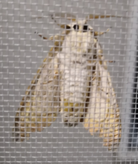 蛾の種類を教えて下さい 白色 薄茶色触覚が長い長さ4センチ体の太さは1 Yahoo 知恵袋