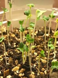 これベビーリーフなんですけど ひょろ長すぎませんか 最近はこの茎の細さで長く Yahoo 知恵袋