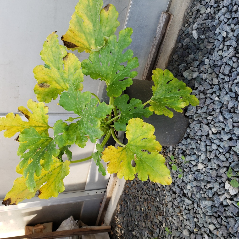 ズッキーニ 肥料 不足