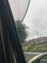 この蜘蛛はなんという名前ですか 一晩で隣の車との間にかなり大きい蜘蛛の Yahoo 知恵袋