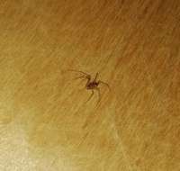 家に小さい蜘蛛が出たのですが これはなんと言う蜘蛛でしょうか 赤い体に細いし Yahoo 知恵袋