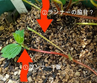 無料でダウンロード イチゴ の ランナー 誕生 日 ライン 友達