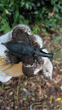 マイマイとかたつむりはそれぞれ何に分類されますか 両生類 爬虫類 Yahoo 知恵袋