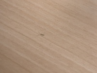 ベランダ側の窓付近に大量の小さい虫が発生しています この虫は何でし Yahoo 知恵袋