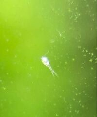 ミナミヌマエビの水槽の中に0 5ミリくらいの小さな虫 微生物 見た Yahoo 知恵袋