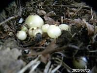 海外ドラマのメンタリストについて ジェーンはクリスティーナの事が好 Yahoo 知恵袋