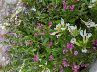 2日前に小さな花壇に植えたサンクエール ディープブルー が 萎えた Yahoo 知恵袋