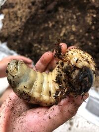 ヘラクレスの幼虫の性別が知りたいです 分かる方よろしくお願いします Yahoo 知恵袋