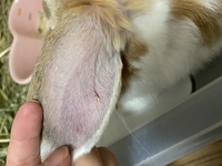 生後3ヶ月のウサギを飼っています 1ヶ月以上耳にかさぶたがあり 一 Yahoo 知恵袋