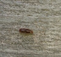 この虫は何ですか ウジ虫みたいな幼虫のようです よく標本に湧く虫だ Yahoo 知恵袋