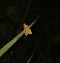 蛾の種類

写真の蛾について
種類が分かる方、ご教示ください。

昨日福岡県で撮影したものです。
画像が不明瞭で同定が困難です。 