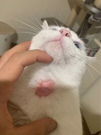 飼い猫の首元にハゲができてしまい 写真のように皮膚が見えています どう Yahoo 知恵袋