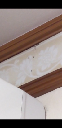 家の壁に隙間ができてて 木くずみたいなゴミがついてたから 掃除機で吸ったら アリ 教えて 住まいの先生 Yahoo 不動産