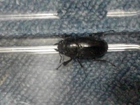 このクワガタの種類がわかる方いますか 実寸は 体長約二センチちょっとくらいで Yahoo 知恵袋