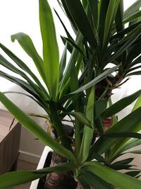 ユッカの根元の葉が枯れ気味で 元気がなくなってしまいました Yahoo 知恵袋