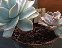 多肉植物の寄せ植えを作りたいです 鉢にハイドロボール 小粒 人 Yahoo 知恵袋