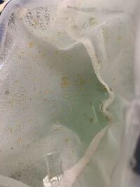 金魚は タニシを食べてしまいますか もともと水槽に入って Yahoo 知恵袋