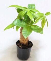 植物の水挿しについて パキラを育てているのですが 数週間前から葉の一部 Yahoo 知恵袋