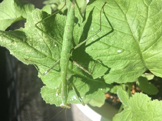 エサ カマキリ
