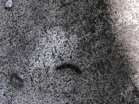 ベランダや外壁の害虫について教えて下さい 写真あり 閲覧注意先週ごろからベラン 教えて 住まいの先生 Yahoo 不動産