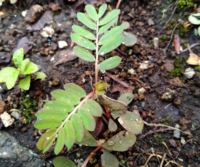 おじぎ草があちこち増えて去年より増え植えてない場所にまで生えて通路なので足に Yahoo 知恵袋