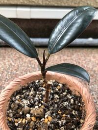 ガジュマルガジュマルの新芽が枯れてきました 新しく出た葉です どのような Yahoo 知恵袋