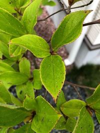 ヒメシャラにこんな虫がついていました 先週 植木屋さんより購入し 植樹ま Yahoo 知恵袋