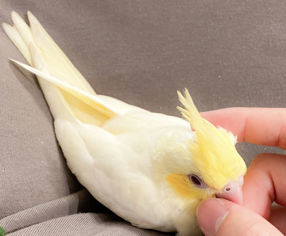 オカメインコのほっぺの色についてもうすぐ生後2ヶ月になるオカメインコがいるの Yahoo 知恵袋