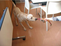 盲導犬 日本盲導犬協会の実態を知っていますか 日本盲導犬協会の実 Yahoo 知恵袋