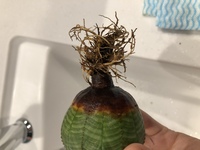 ユーフォルビアのオベサを購入してから3日目の今日 鉢から見えた部分 Yahoo 知恵袋