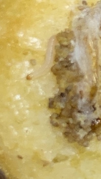 どうして完全に密閉されたお菓子でもウジ虫が湧くのですか 悪くなったお Yahoo 知恵袋
