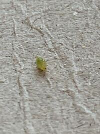 家の中に小さい緑色の虫が度々現れます どなたか何の虫か分かる方いらっし Yahoo 知恵袋