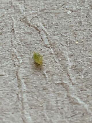 家の中に小さい緑色の虫が度々現れます どなたか何の虫か分かる方いらっし Yahoo 知恵袋