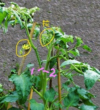 ミニトマトのわき芽と間違えて摘心してしまったような気がします まだ花の蕾 Yahoo 知恵袋