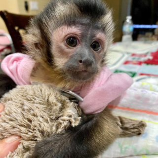 この猿はなんの種類ですか フサオオマキザルの赤ん坊では無いですか Yahoo 知恵袋