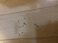 写真の黒い粒々はゴキブリのフンですか エアコンの下の床に散らばっていました 教えて 住まいの先生 Yahoo 不動産